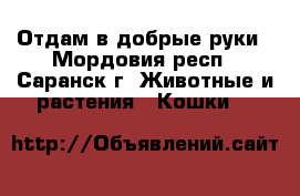 Отдам в добрые руки - Мордовия респ., Саранск г. Животные и растения » Кошки   